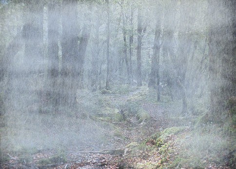 [Misty Woods]