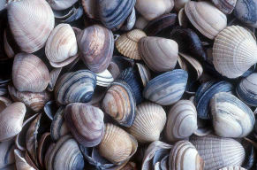 [shells]